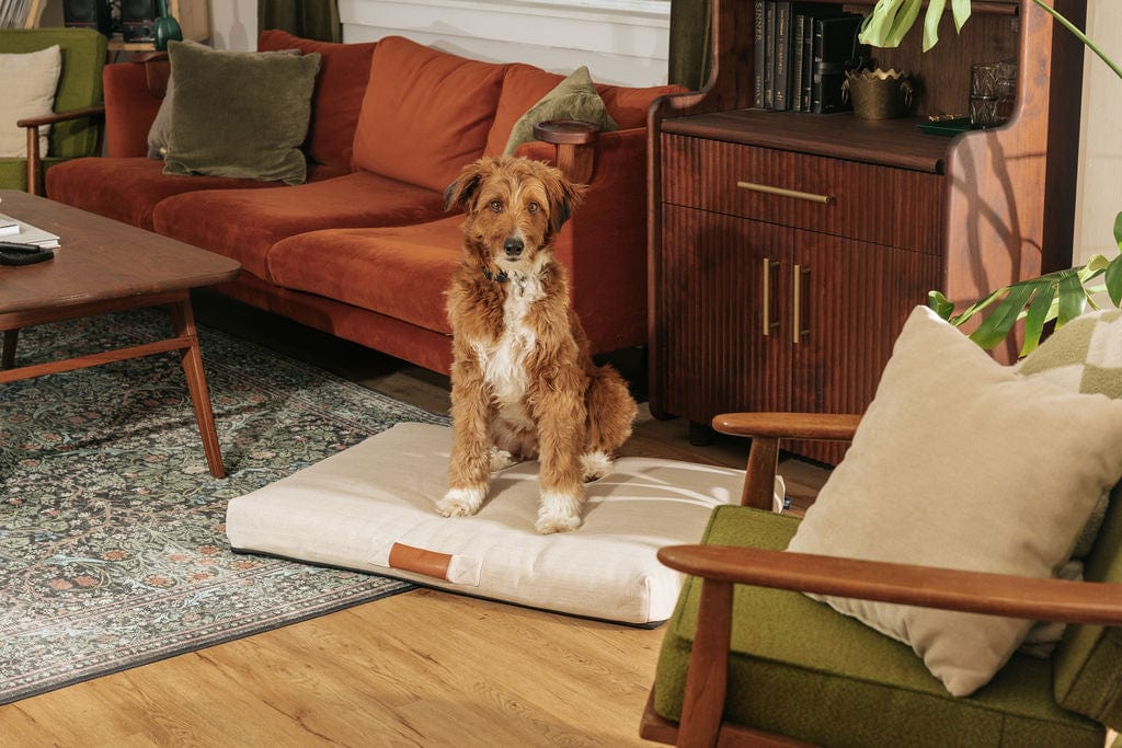 Modern Dog Bed by Laylo