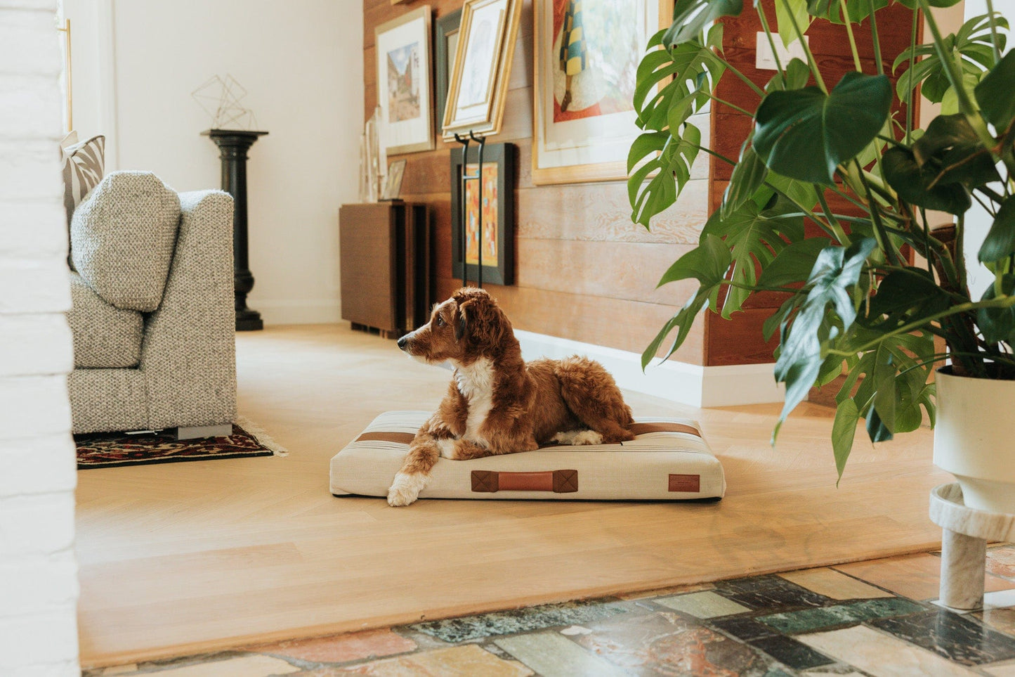 John Legend Dog Bed by Laylo