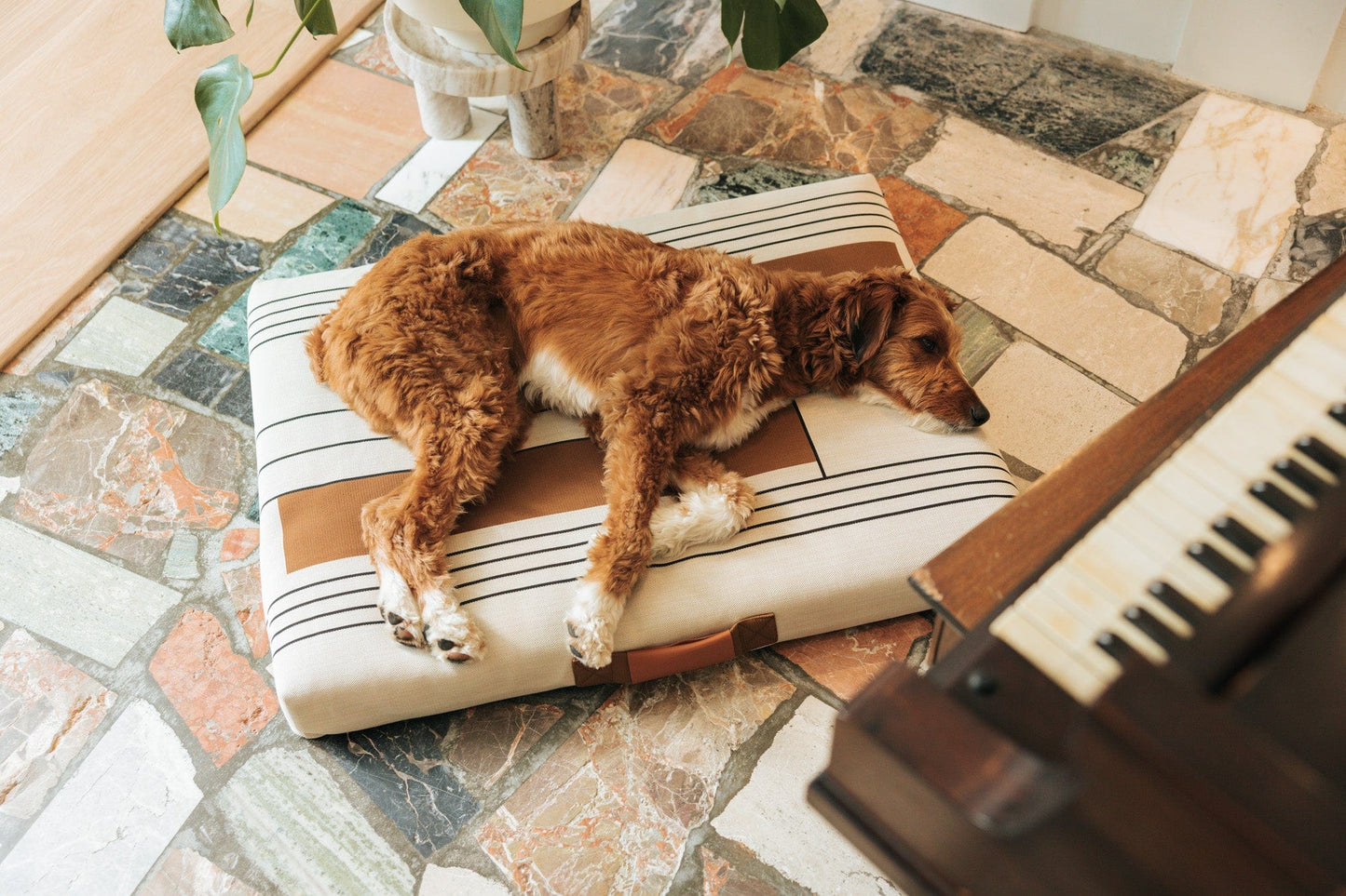 John Legend Dog Bed by Laylo