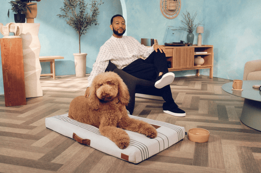 John Legend Dog Bed by Laylo