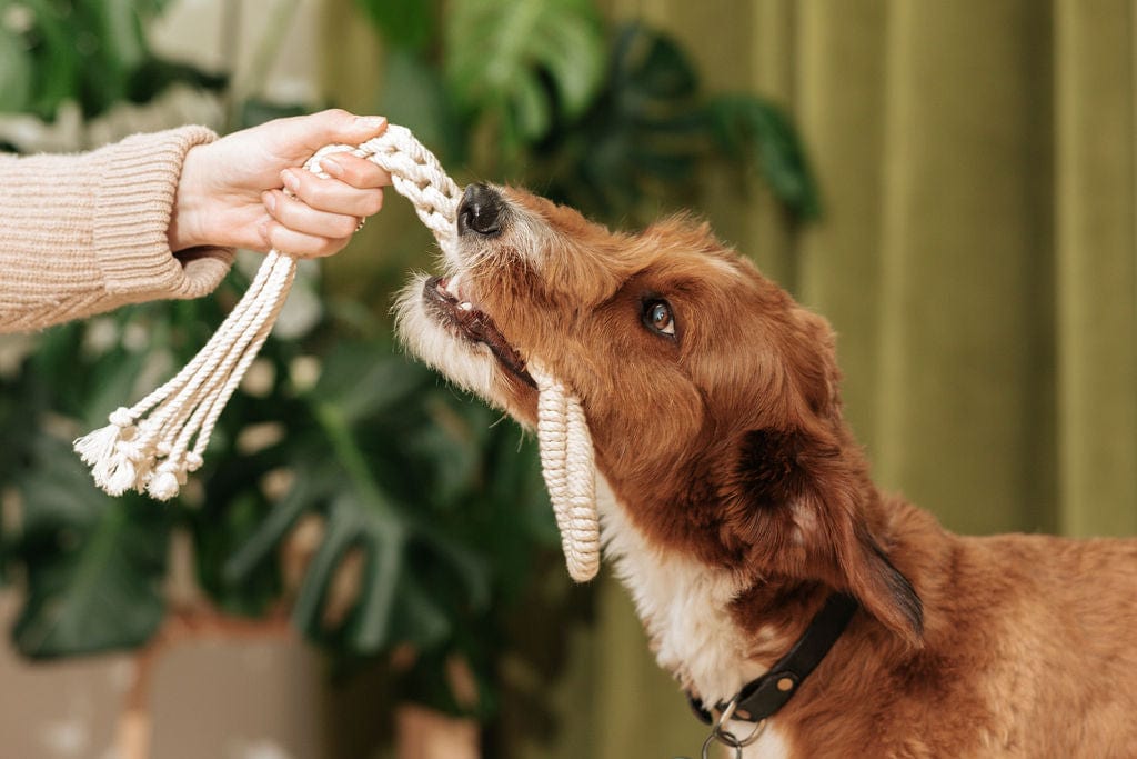 dog toy 2-pack by laylo
