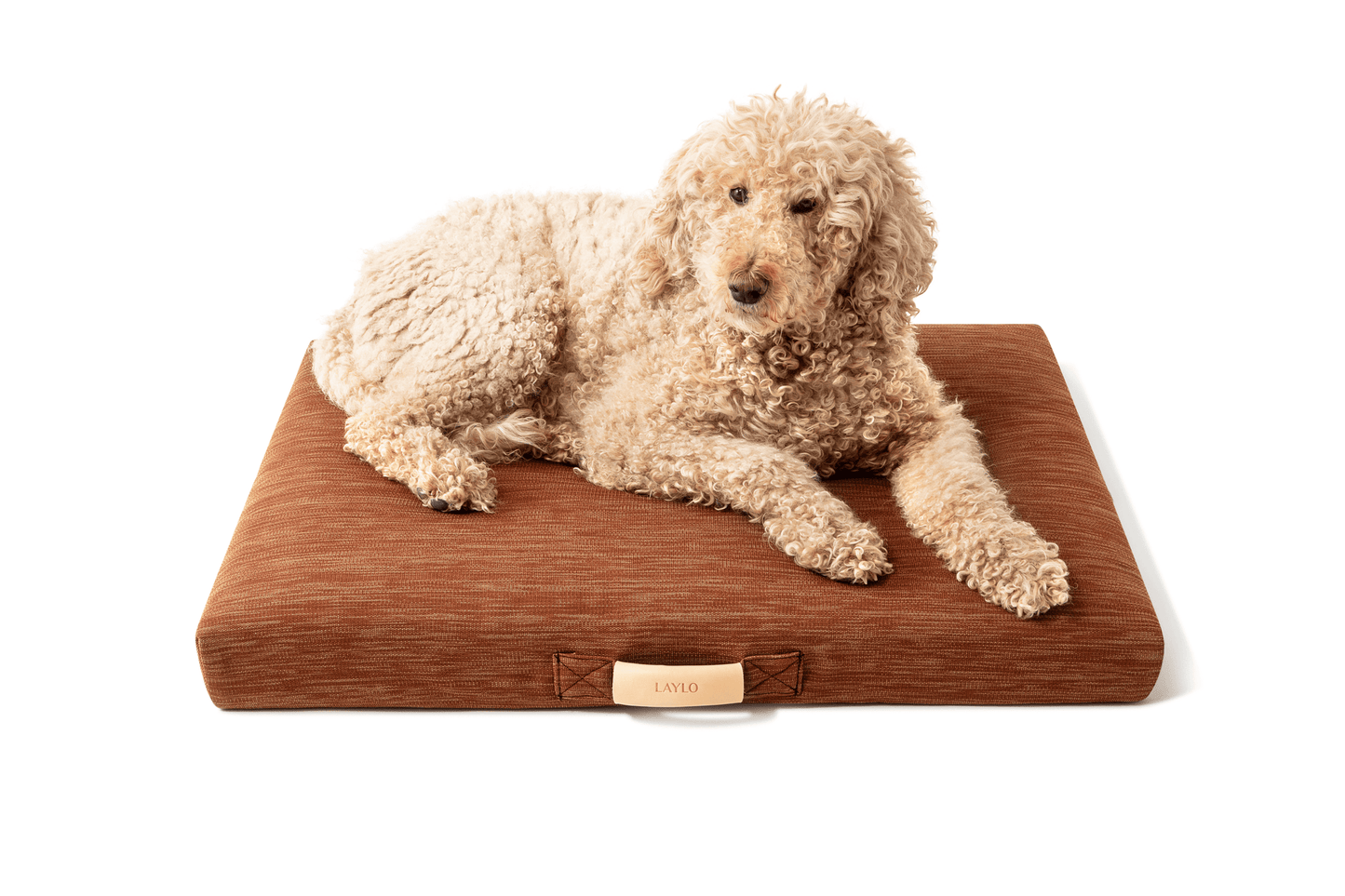 Modern Dog Bed by Laylo