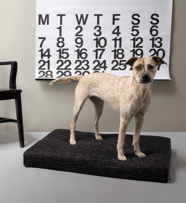 Modern Dog Bed by Laylo