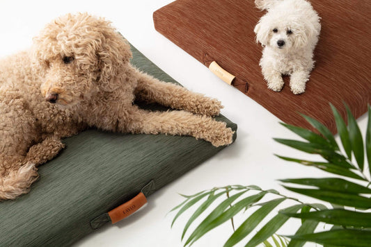 Modern Dog Bed by Laylo